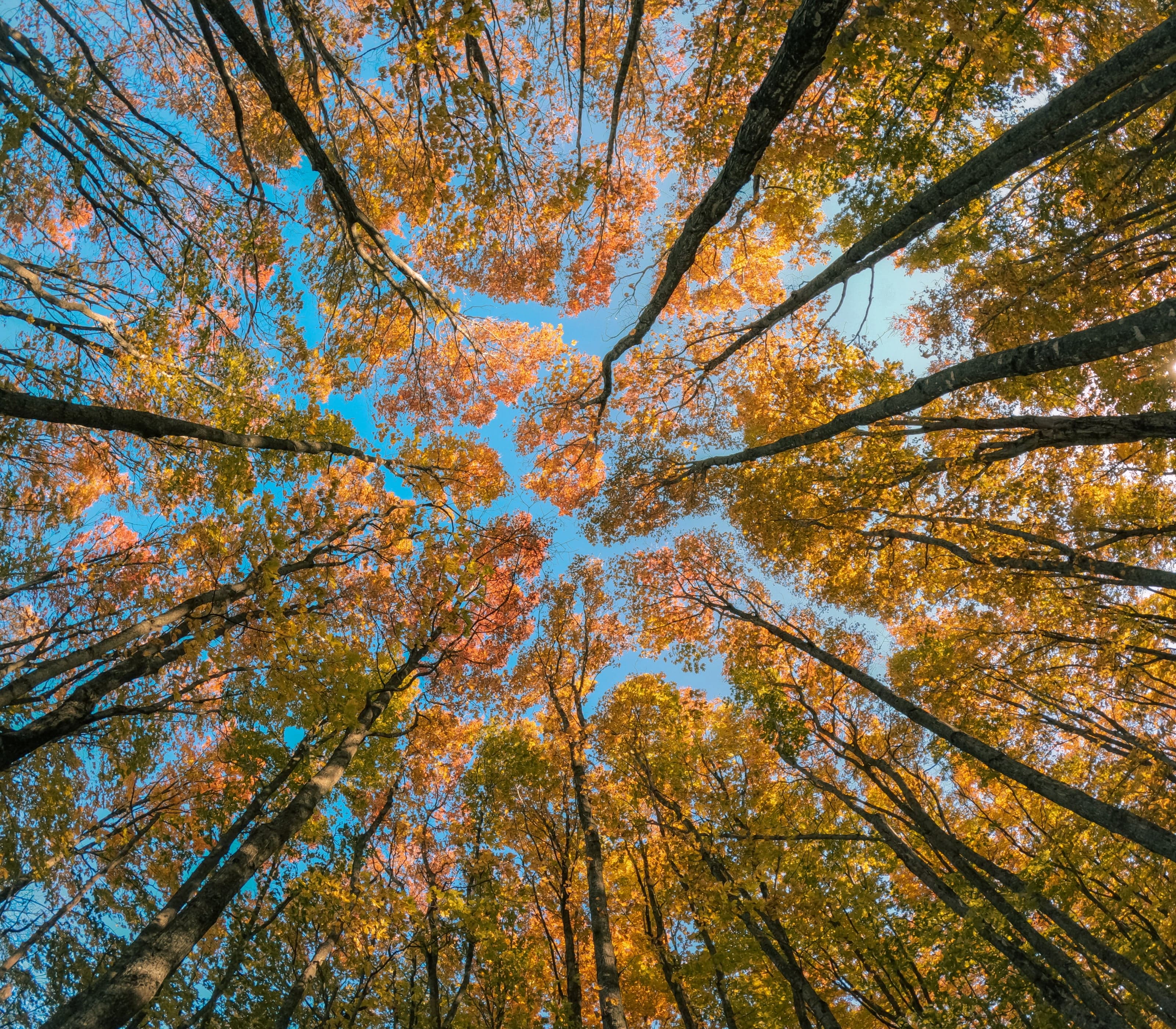 Refinement, natural color